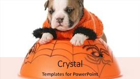  Presentation with english bulldog - Slide deck featuring halloween puppy - english bulldog dressed up for halloween on white background background and a gold colored foreground