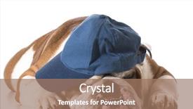  Presentation with english bulldog - PPT layouts consisting of hallowen - dog wearing baseball cap isolated background and a coral colored foreground