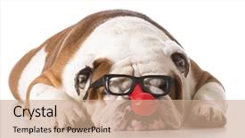  Presentation with english bulldog - Colorful slide deck enhanced with hallowen - dog wearing clown glasses backdrop and a coral colored foreground