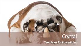  Presentation with human face - PPT layouts with hallowen - dog wearing human face glasses background and a coral colored foreground