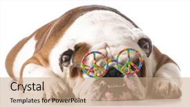  Presentation with english bulldog - PPT layouts featuring hallowen - dog wearing peace glasses background and a coral colored foreground