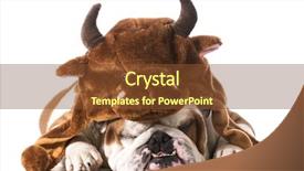  Presentation with english bulldog - Cool new presentation theme with hallowen - english bulldog wearing bull hat backdrop and a  colored foreground