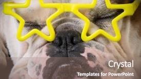  Presentation with dog - Cool new theme with hallowen - famous dog - bulldog wear backdrop and a coral colored foreground