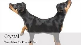  Presentation with puppy - Colorful PPT theme enhanced with hallowen - miniature pinscher puppy isolated backdrop and a light gray colored foreground