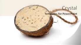  Presentation with coconut shell - Slides having halved-coconut-shell-stuffed background and a lemonade colored foreground