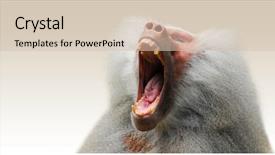  Presentation with mouth - Cool new presentation with hamadryas baboon intimidating other male backdrop and a soft green colored foreground