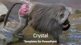  Presentation with seaweed - Colorful presentation design enhanced with hamadryas baboon papio hamadryas collects backdrop and a tawny brown colored foreground