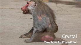  Presentation with monkey - Colorful PPT layouts enhanced with hamadryas baboon papio hamadryas old male monkey wildlife animal backdrop and a gray colored foreground