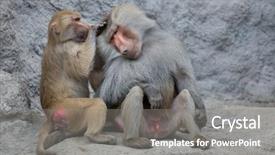  Presentation with animal - Amazing slide deck having hamadryas baboon papio hamadryas wild backdrop and a gray colored foreground