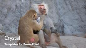  Presentation with animal - PPT layouts enhanced with hamadryas baboon papio hamadryas wild background and a violet colored foreground