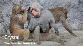  Presentation with baby animal carnival - Audience pleasing theme consisting of hamadryas baboon papio hamadryas wild backdrop and a gray colored foreground