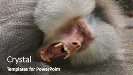  Presentation with wildlife - Presentation theme featuring hamadryas-baboon-papio-hamadryas-wildlife background and a tawny brown colored foreground