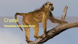  Presentation with joshua tree national park - Slide deck consisting of hamadryas ursinus in a tree background and a tawny brown colored foreground