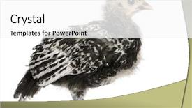  Presentation with old days - Slide deck enhanced with hamburg chicken 21 days old background and a  colored foreground