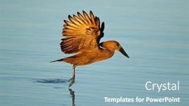  Presentation with kruger - PPT theme with hamerkop-bird-scopus-umbretta background and a light blue colored foreground