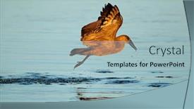  Presentation with kruger - Presentation theme featuring hamerkop-bird-scopus-umbretta background and a light blue colored foreground