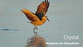  Presentation with kruger - Slides consisting of hamerkop-bird-scopus-umbretta background and a  colored foreground