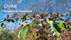  Presentation with fruit - Slides enhanced with hamilton's spindletree euonymus hamiltonianus background and a teal colored foreground