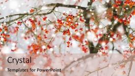  Presentation with environment - Colorful slide deck enhanced with hamilton - nature and environment concept backdrop and a  colored foreground