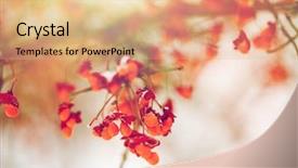  Presentation with environment - Colorful presentation design enhanced with hamilton - nature and environment concept backdrop and a  colored foreground