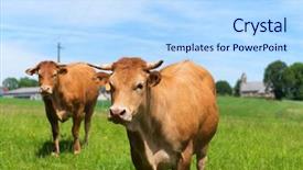  Presentation with nouvelle aquitaine - Amazing theme having hamlet - limousin cows in landscape backdrop and a light blue colored foreground