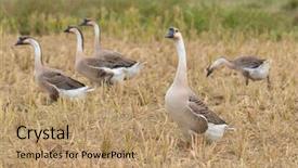  Presentation with rice fields - PPT layouts having mynamar - up of a fishing cat background and a gray colored foreground.