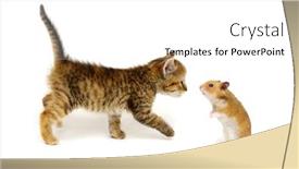  Presentation with cat - Colorful slides enhanced with hamster-and-cat-isolated backdrop and a white colored foreground