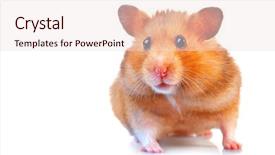  Presentation with pet - Cool new slide deck with hamster cute pet isolated on a white background backdrop and a lemonade colored foreground