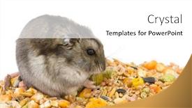  Presentation with grains - 