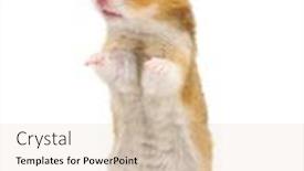  Presentation with funny - Cool new PPT layouts with hamster-in-a-funny-pose backdrop and a lemonade colored foreground