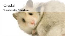  Presentation with isolated paw prints over white - Colorful theme enhanced with gerbil - hamster in front backdrop and a white colored foreground