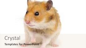  Presentation with background - PPT theme featuring hamster-isolated-on-white-background background and a lemonade colored foreground