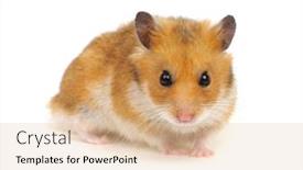  Presentation with background - Slide deck enhanced with hamster-isolated-on-white-background background and a lemonade colored foreground