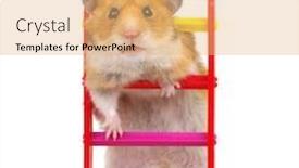  Presentation with stairs - Presentation design consisting of hamster on the toy stairs background and a coral colored foreground
