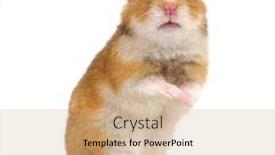  Presentation with varicose veins on a legs - Audience pleasing PPT theme consisting of paws - hamster standing on its hind backdrop and a coral colored foreground