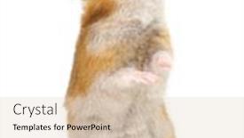  Presentation with varicose veins on a legs - Audience pleasing theme consisting of hamster-standing-on-its-hind backdrop and a soft green colored foreground