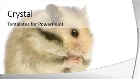  Presentation with nut - PPT theme enhanced with hamster standing up in front of a white background and looking a nut background and a white colored foreground
