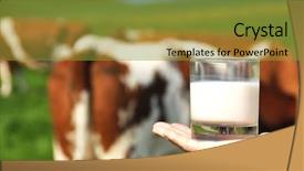  Presentation with cow milk - Slides enhanced with hand against herd of cow background and a gold colored foreground