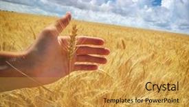  Presentation with wheat in hand - PPT theme with hand and meadow of wheat background and a  colored foreground