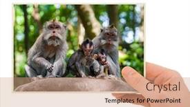  Presentation with monkey - Colorful slide set enhanced with hand-and-monkey-in-bali backdrop and a coral colored foreground