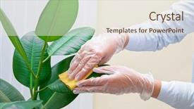  Presentation with water plant - Slide deck featuring hand at gloves cleaning ficus background and a sky blue colored foreground