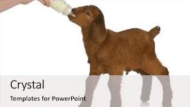  Presentation with animal health - Amazing slides having hand bottle feeding baby goat backdrop and a light gray colored foreground