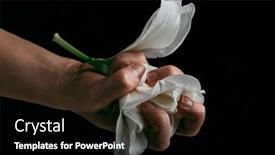  Presentation with aggression - PPT theme consisting of hand-crumpling-white-fragile-flower background and a black colored foreground