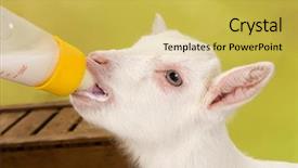  Presentation with old days - Beautiful slide set featuring hand feeding a ten days backdrop and a yellow colored foreground