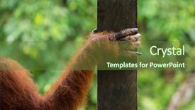  Presentation with animal nature - Presentation featuring hand of female orangutan close background and a tawny brown colored foreground