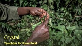  Presentation with old growth - Colorful PPT layouts enhanced with hand-guide-showing-leaf backdrop and a tawny brown colored foreground