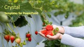  Presentation with hold hand - Presentation theme having hand-hold-with-fresh-strawberries background and a tawny brown colored foreground