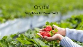  Presentation with hold hand - Slides consisting of hand-hold-with-fresh-strawberries background and a gold colored foreground