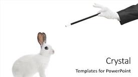  Presentation with magic wand - PPT theme featuring rabbit and hand holding background and a white colored foreground