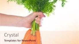  Presentation with carrots - PPT layouts featuring hand holding a very fresh looking bunch of organic carrots background and a lemonade colored foreground
